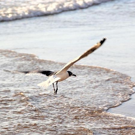 Concon Costa De Montemar Departamento, 3 Dormitorios المظهر الخارجي الصورة